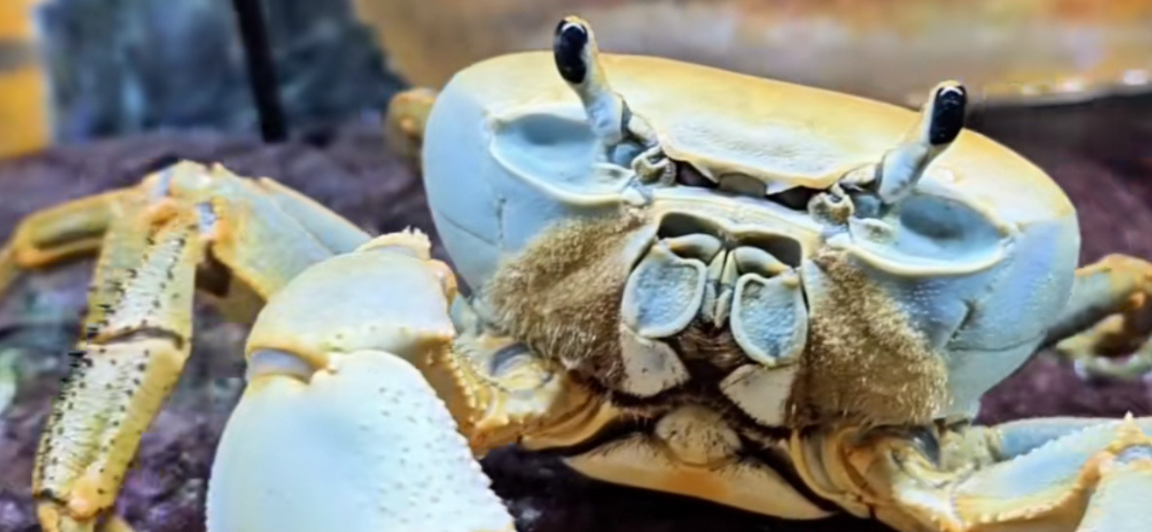 TikTok-famous Howie the crab has shed his skin