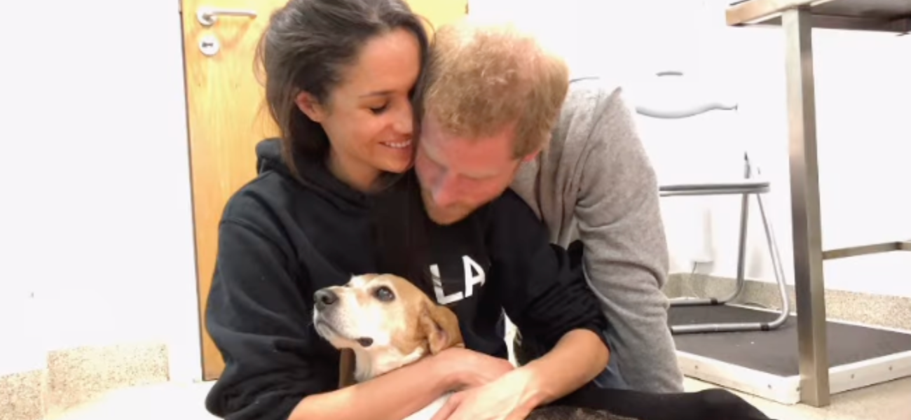 Meghan Markle And Prince Harry's Rescue Beagle Dies