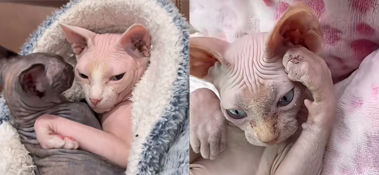 El nuevo hermano de Nudacris y Nakee Minaj mantiene vivo el tema del nombre icónico