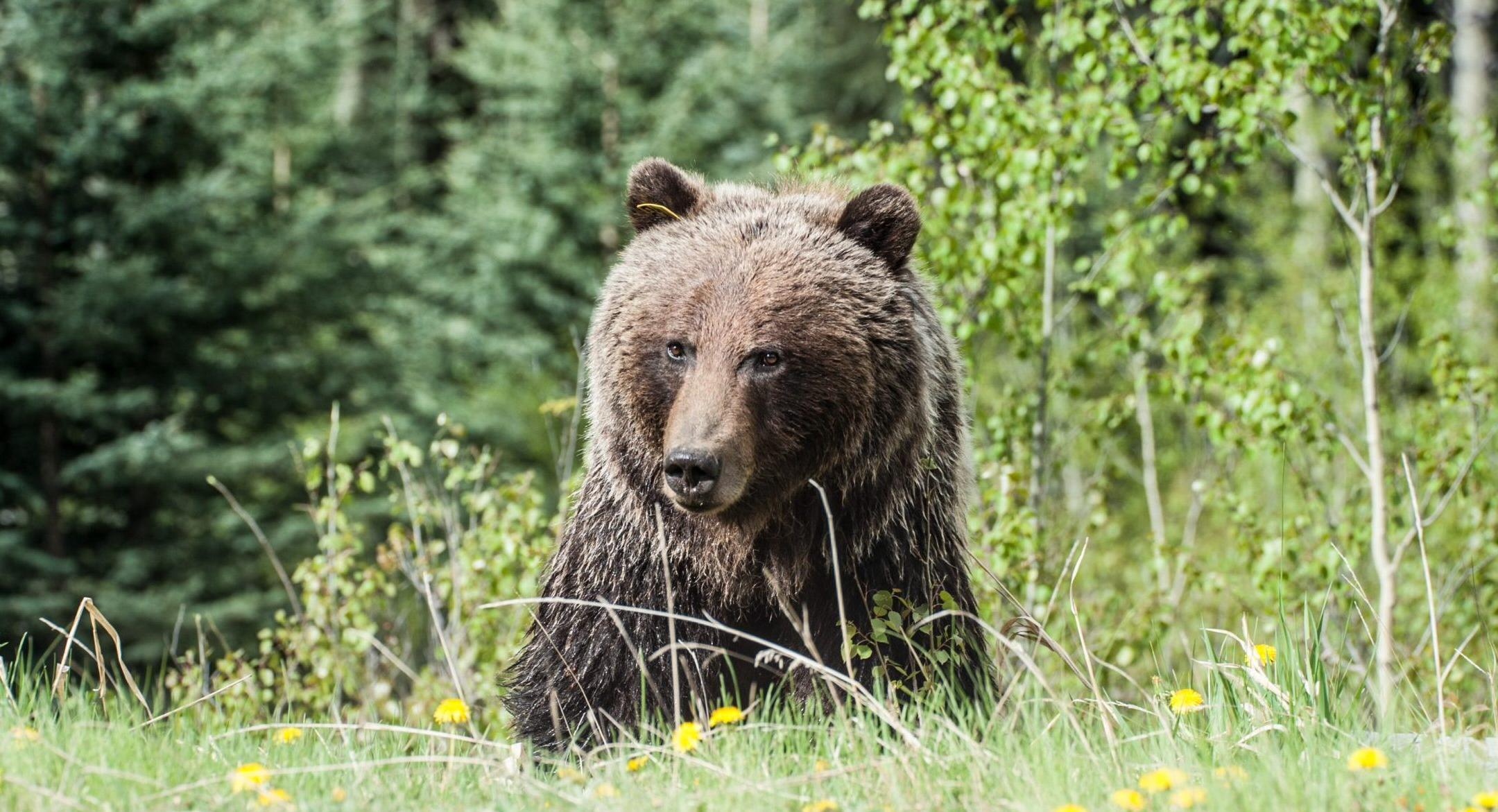 Grizzly Bear Kills Couple & Dog, Social Media Defends The Bear!