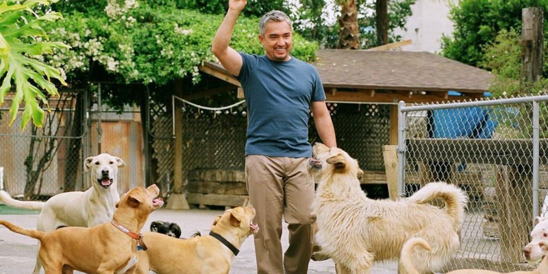 Cesar Millan throwing a ball for multiple dogs