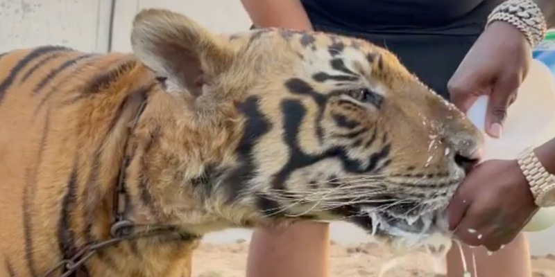 Rapper DaBaby Bottle Feeds Massive Tigers, ‘I’m The Real Tiger King!’