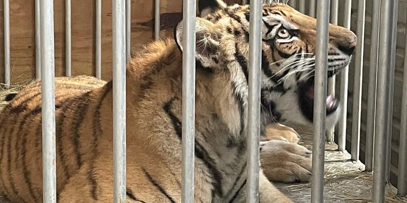 Bengal tiger India recuperates in animal sanctuary after six-day hunt to find animal which was spotted roaming streets in quiet Texas neighborhood