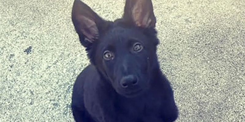 Kansas Police Officer’s 3-Month-Old Puppy Brutally Murdered In Targeted Attack