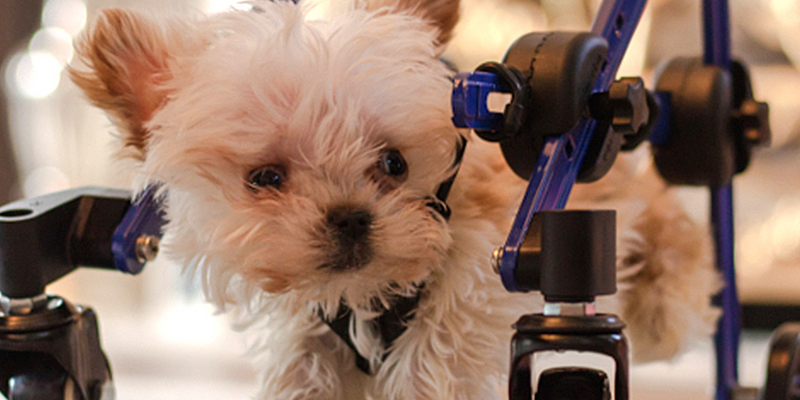 Toby, The 23 Oz. Special Needs Puppy Gets Custom Wheelchair For Christmas!