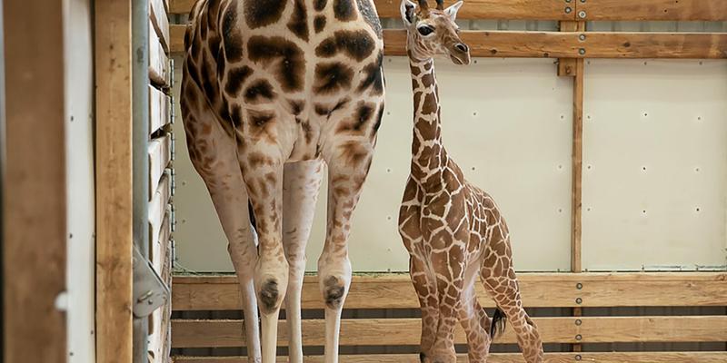 San Diego Zoo Safari Park Welcomes Baby Giraffe On Betty White's Birthday!