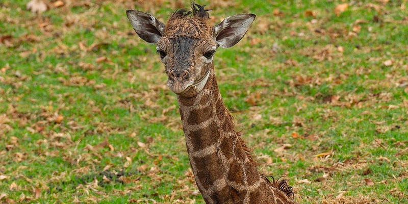Baby Giraffe Born On Betty White's Birthday DIES In Just 48 Hours