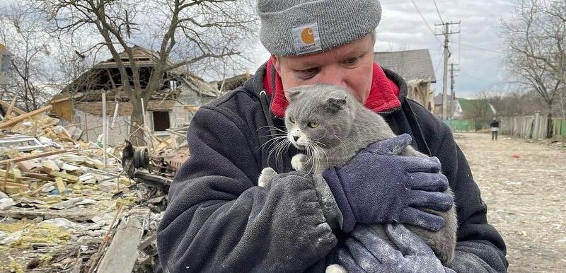 Ukrainian Man Finds Cat Alive In Rubble Of Shelled House Outside Kyiv