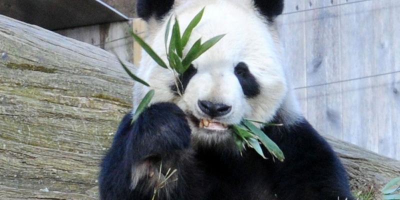 Giant Pandas Tian Tian and Mei Xiang at Zoo in Washington DC