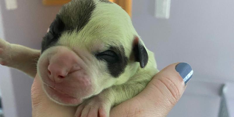 Rare puppy born with GREEN fur really stands out from the rest of the litter