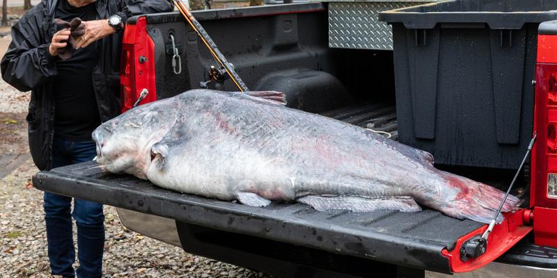 131 pound catfish