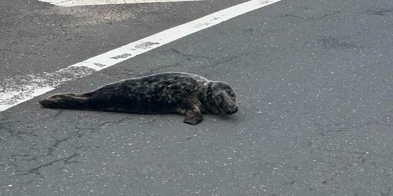 Slippery seal captured by US cops