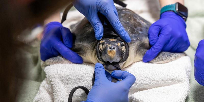 Rescued sea turtle gets acupuncture to treat injured jaw