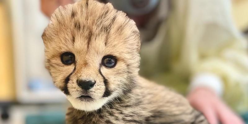 Rozi the baby cheetah cub