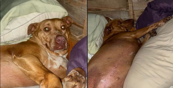 Strange dog snuck into woman's bed in Tennessee