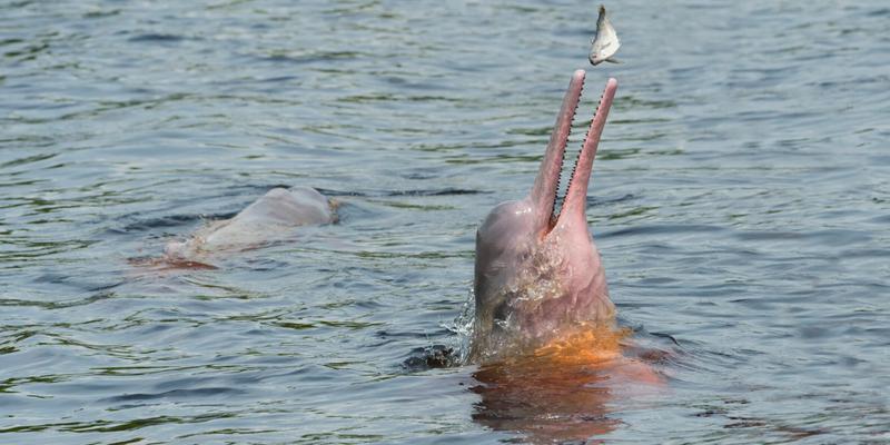Pink Amazon river dolphin