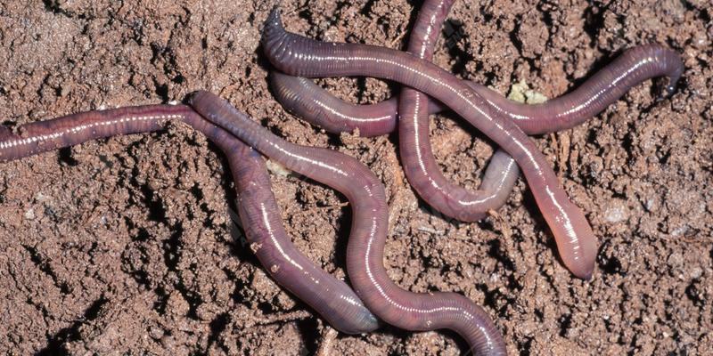 Common earthworm, Lumbricus terrestris, on wet soil surface. In its native range