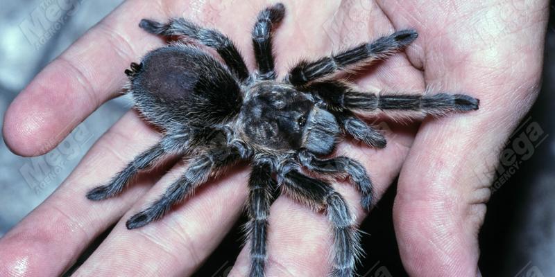 Chilean tarantula, Grammostola porteri, on top of a human hand. It is one of the