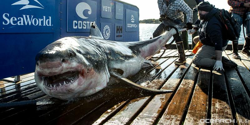 Giant great white shark Ironbound tracked close to popular US beach spot