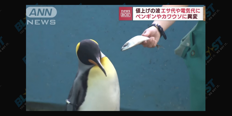 Penguins in Japan flip out over cheap fish