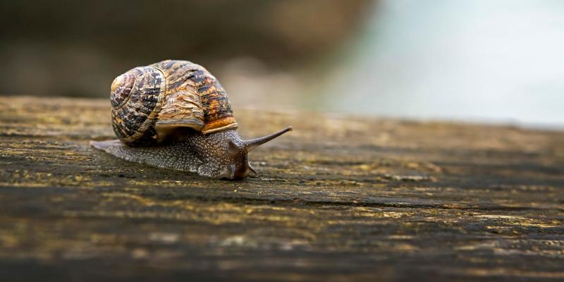 Close up of a snail on a wooden fence; Cornwall County, England Newscom/(Mega Agency TagID: depphotos219888.jpg) [Photo via Mega Agency]