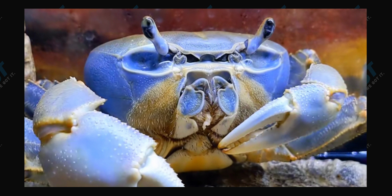 Howie the Crab on Tiktok