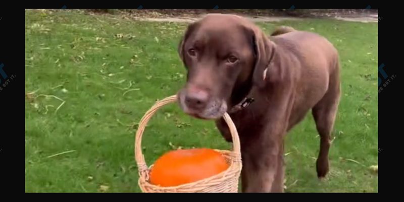 Ollie the Lab