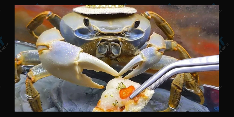 Howie the Crab
