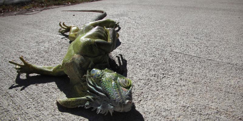 Falling Iguanas in Florida