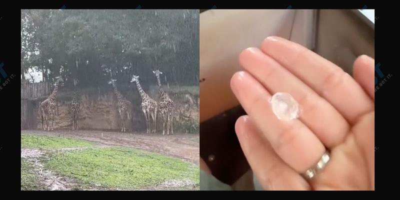 VIDEO: Hail Falls Down At Disney's Animal Kingdom