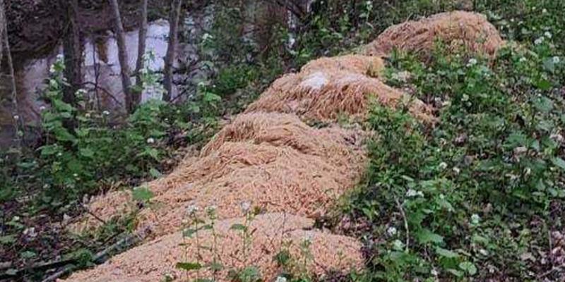 Mountains of cooked pasta mysteriously dumped in US town