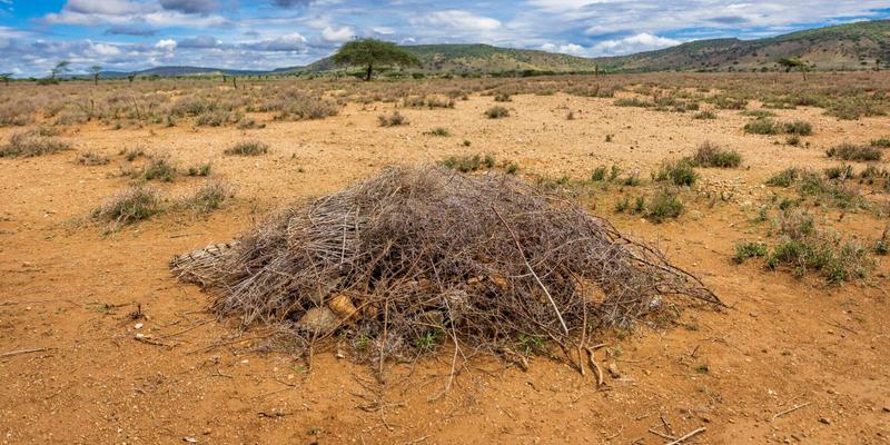 Northern Kenya Africa are currently facing the worst draught since the 1980s