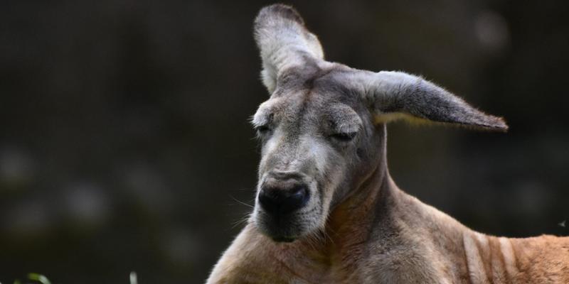 Australian Man Almost Injured Fighting Off 'Jacked' Kangaroo To Rescue His Dog From Getting Drowned