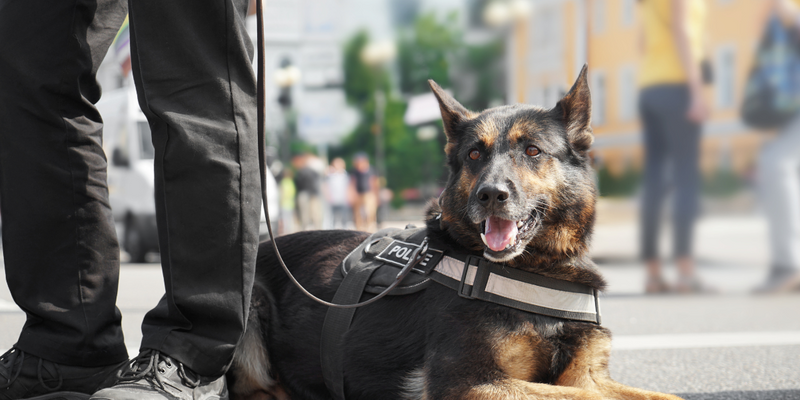Arizona Police Mourn Hero Police Dog Kenzo, Stabbed To Death By Two Armed Robbery Suspects