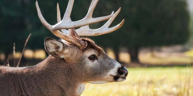 Yellowstone National Park Witness First Rare 'Zombie Disease' In Mule Deer