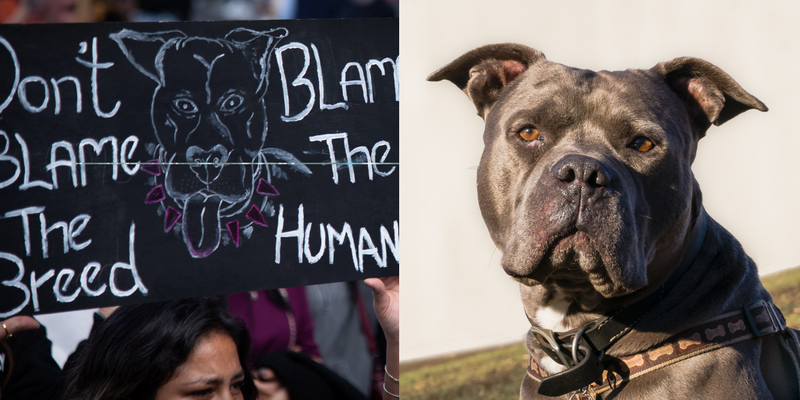 Fears Rise As The UK's Ban On American XL Bully Draws Near, Dogs Risk Getting Euthanized