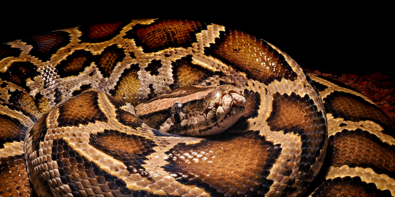 Massive Pile Of Invasive Burmese Pythons Found Mating In Florida: 'A Win For Native Wildlife'
