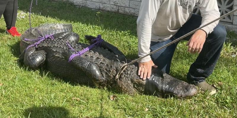 'Only In Florida': 8-Foot Gator Results In 9-1-1 Call