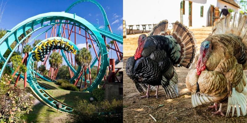 Good Gravy! Flock Of Turkeys Test Ride New Roller Coaster At Indiana Theme Park