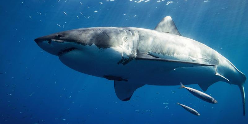 A photo of a great white shark in the pacific ocean