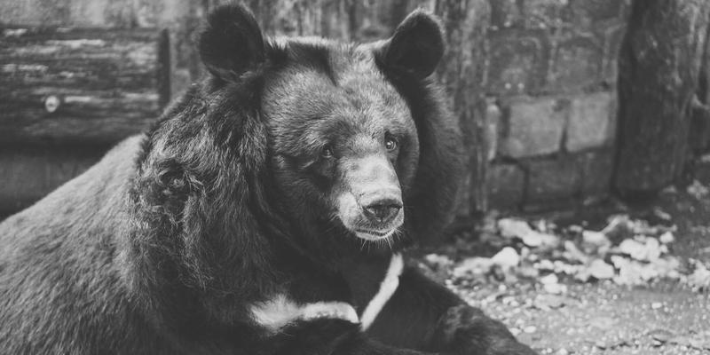 A monochrome photo of a black bear