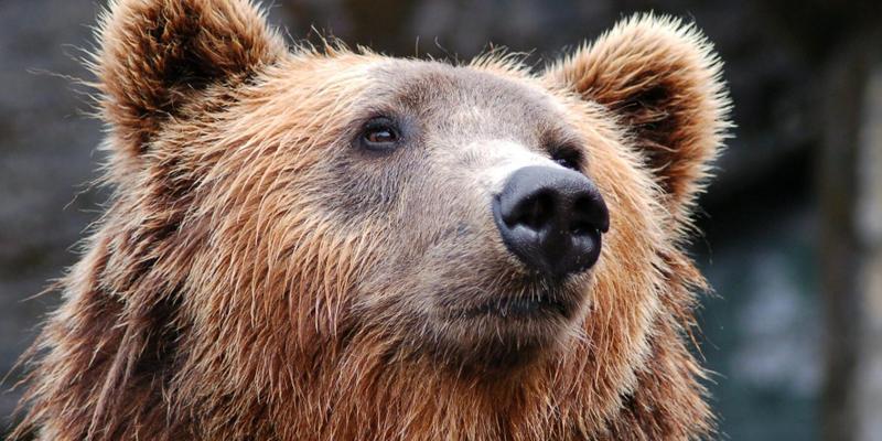 A candid photo of a brown bear