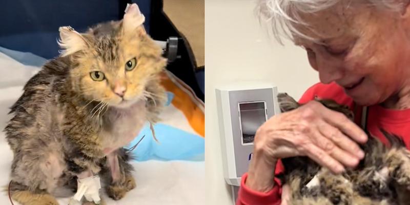 California Cat survives the Palisades wildfire