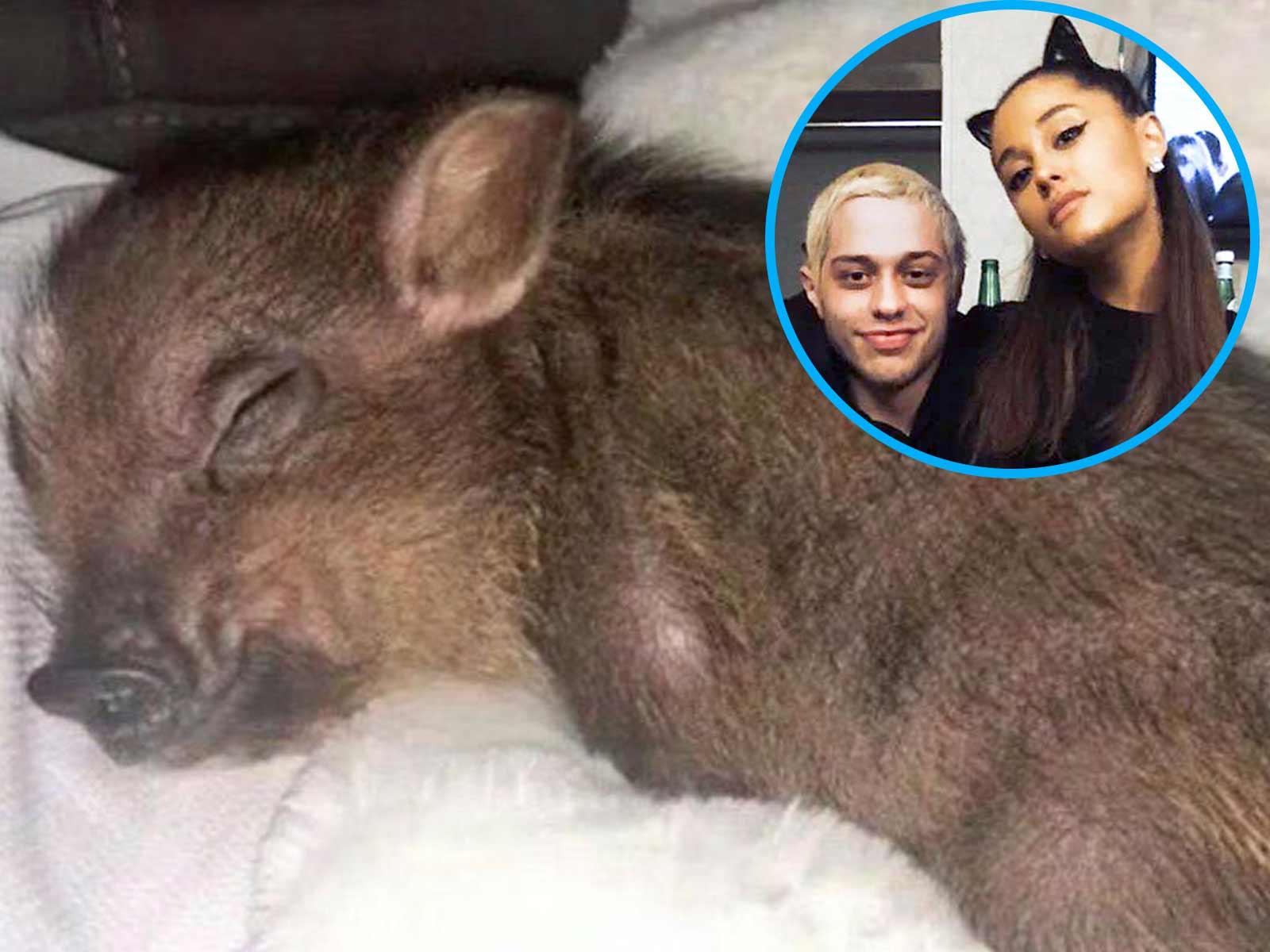 Ariana Grande & Pete Davidson Breakup: Piggy Smallz Suffers the Most