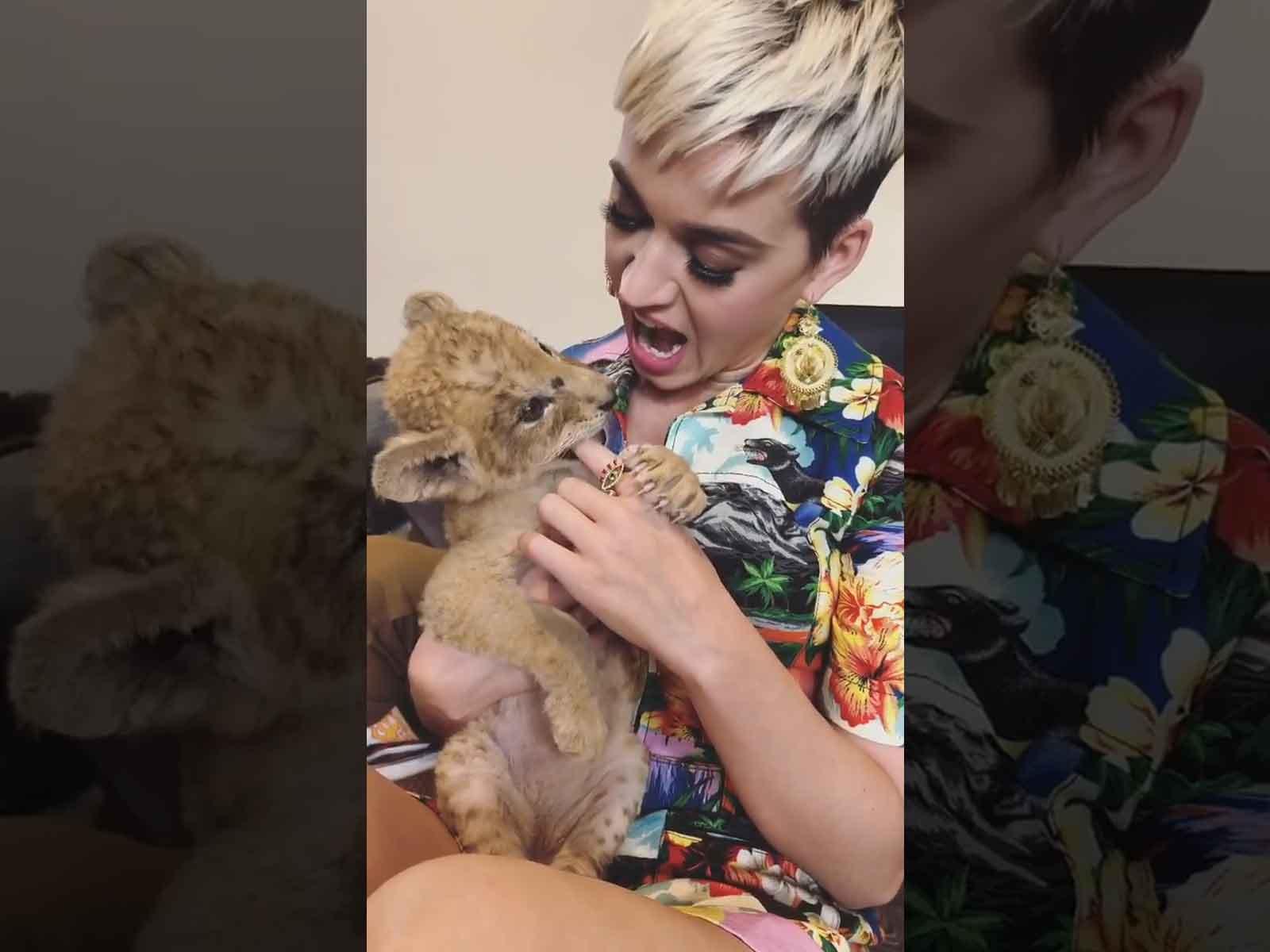 Katy Perry Roars With Baby Lion Cubs in the Most Adorable Video You'll 