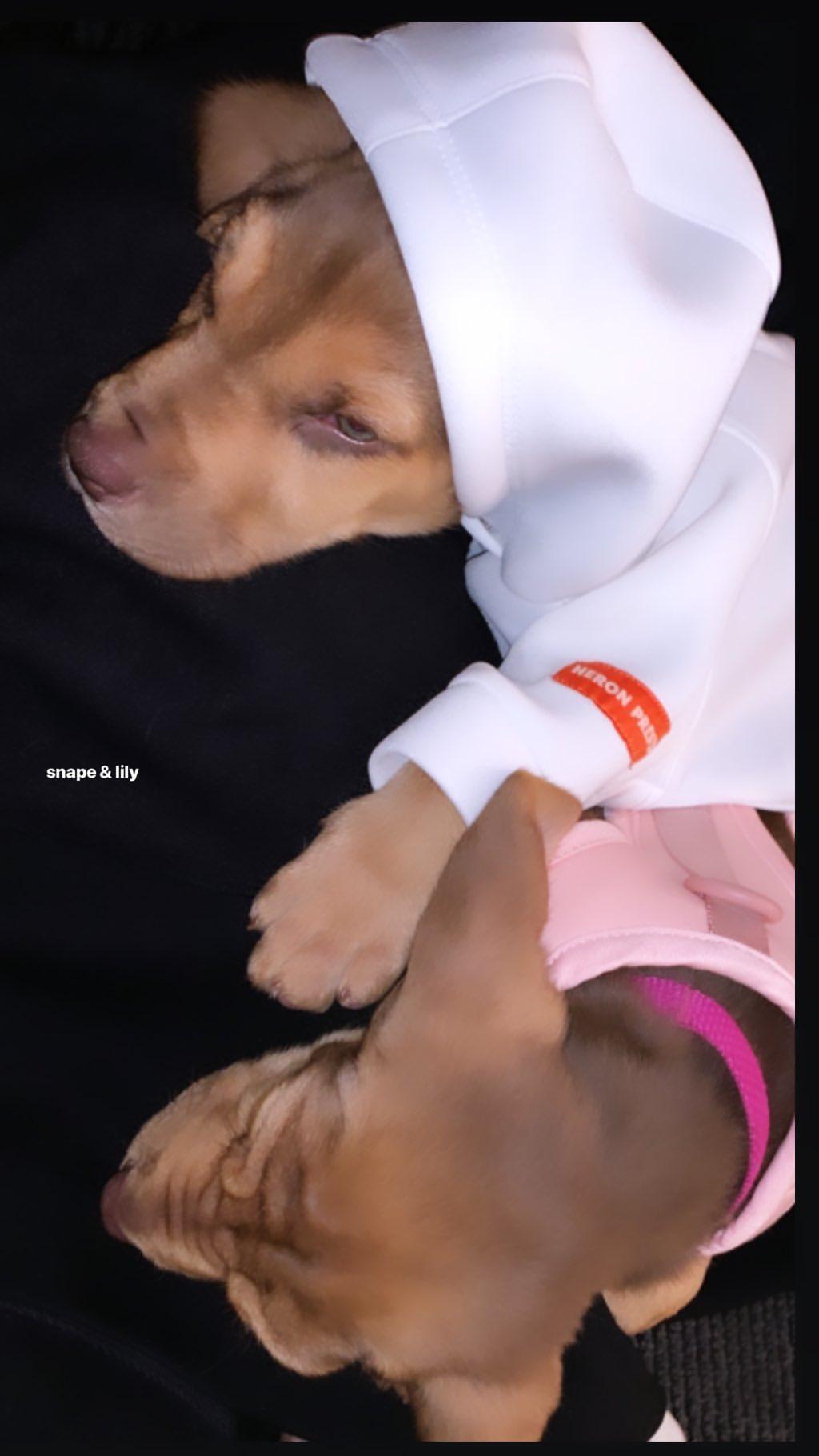 Ariana Grande Rescues Two 'Harry Potter' Pups and Gives Them Magical Names  - The Blast