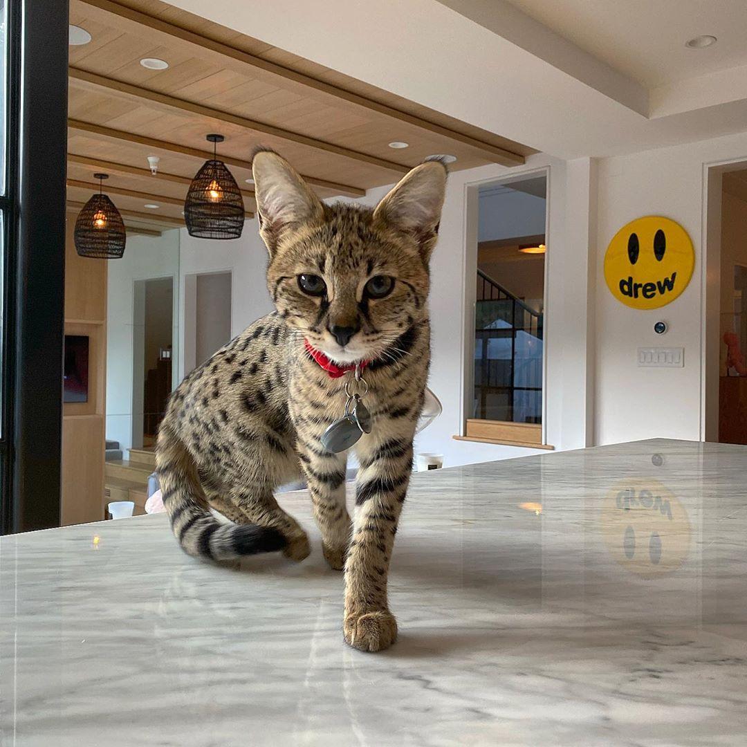 Justin Bieber's Exotic Pet Cat Makes Surprise Appearance In 'Yummy ...