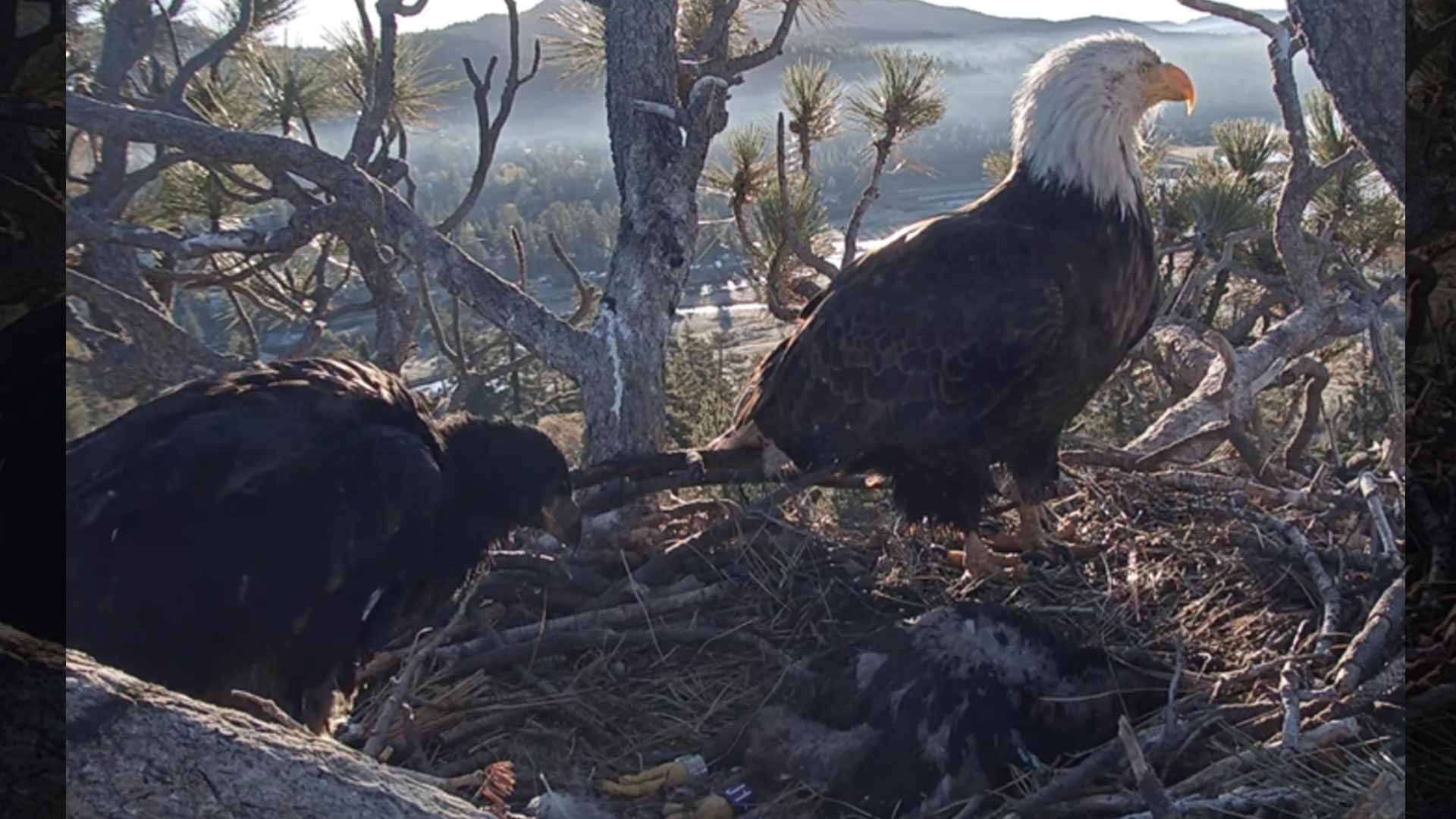 One of the Baby Bald Eagles from Big Bear Died During Weekend Storm