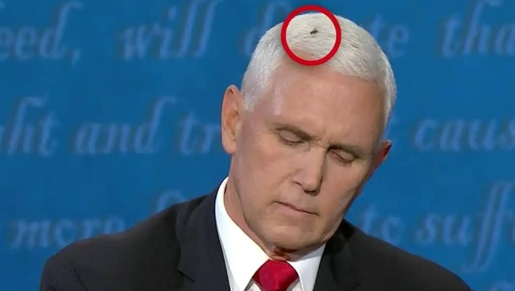 Mike Pence s Debate Fly Is Now The Hottest New Halloween Costume