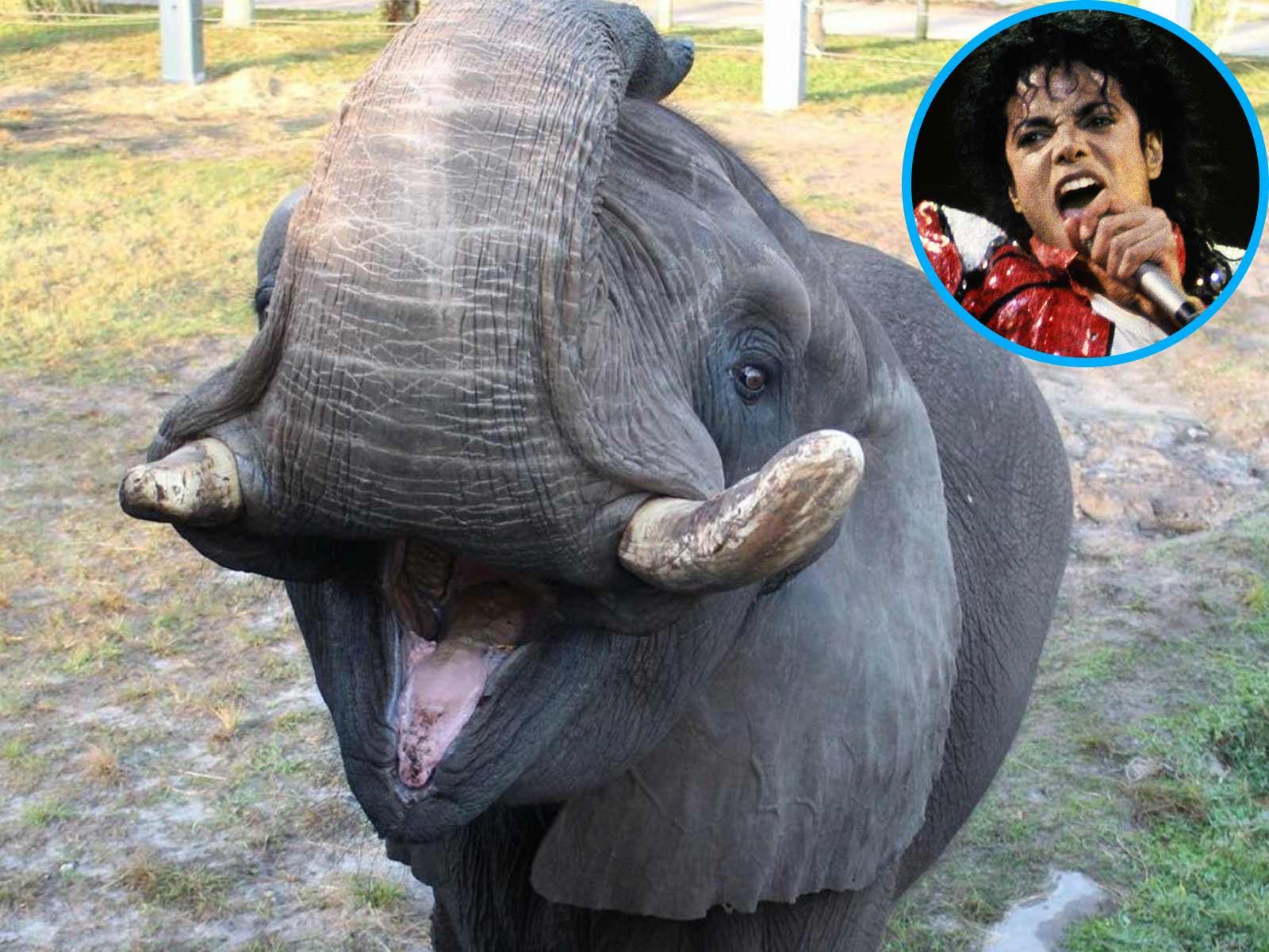 Michael Jackson's Elephant Takes a Walk After Escaping from